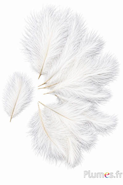 Strauss Bellies - 8-13 cm - weiss-creme